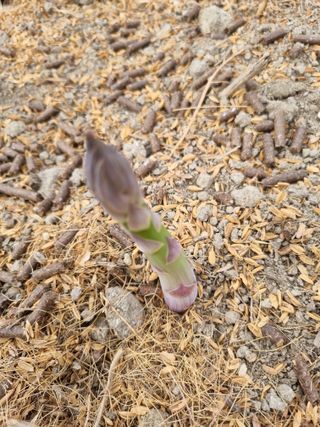 이정식님의 3월 농사 계획 같이해요 · 참여글 작성글 사진