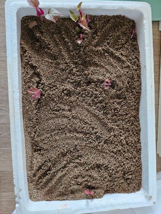 연모 자연의행복님의 고구마 · 자유게시판 작성글 사진