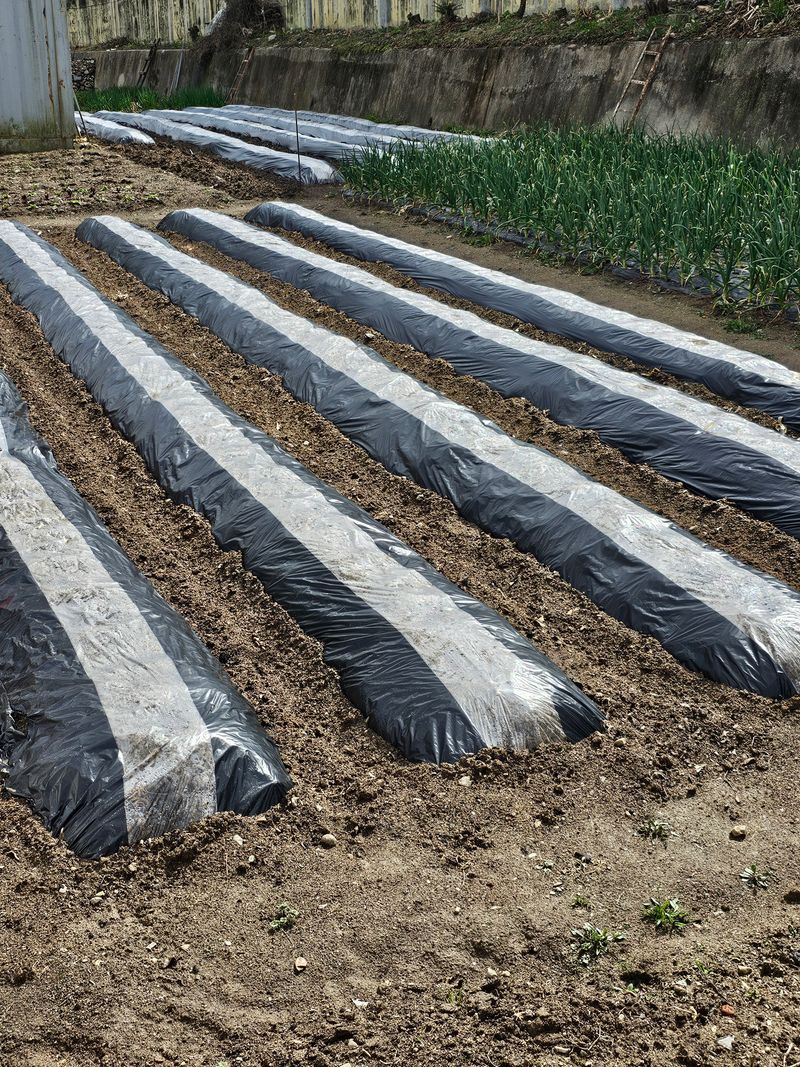 한농농약종묘사님의 장터 판매 상품 [멀칭비닐(배색) 멀칭필름] 첨부 사진