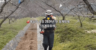 달맛햇복숭아농원님의 복숭아 · 자유게시판 작성글 사진