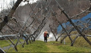 달맛햇복숭아농원님의 복숭아 · 자유게시판 작성글 사진