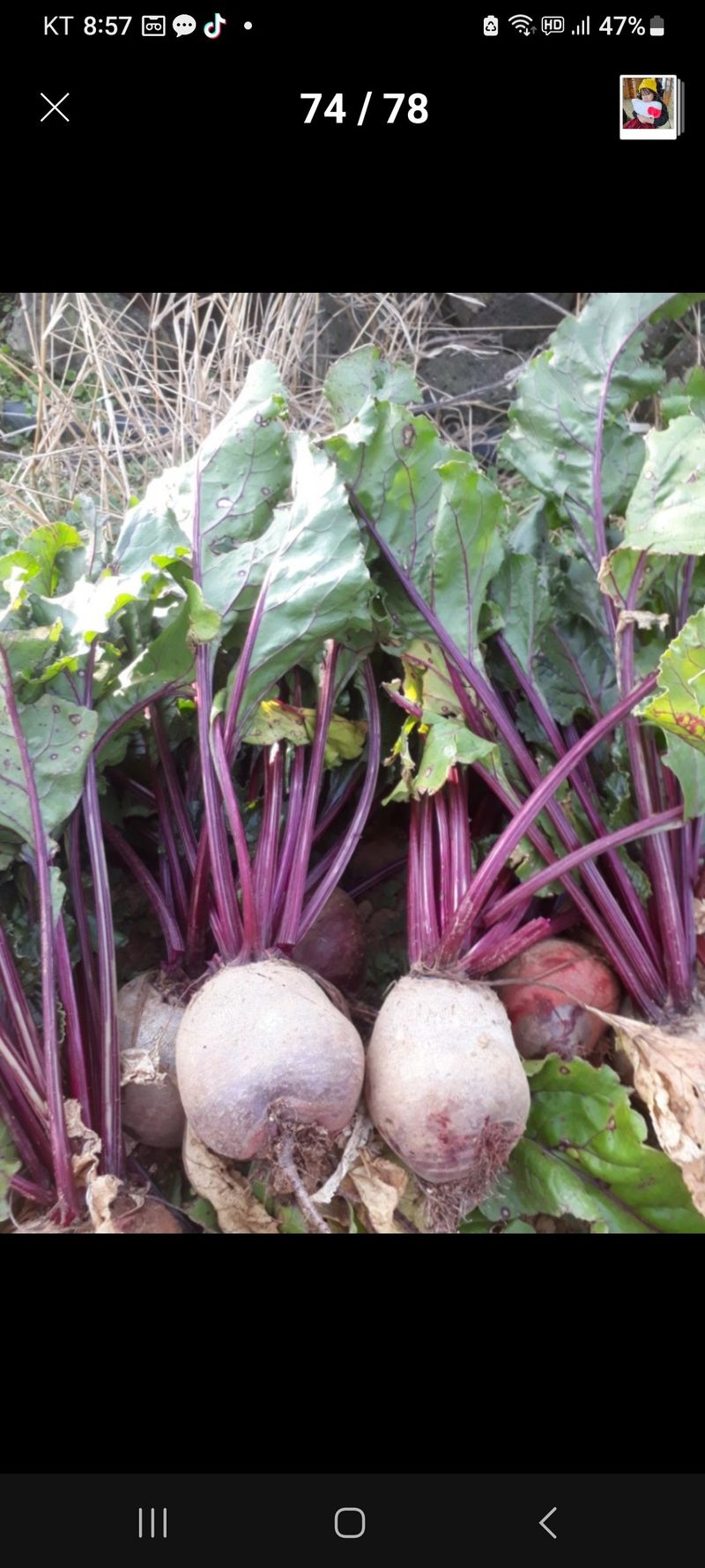 김화석님의 장터 판매 상품 [비트10kg] 첨부 사진