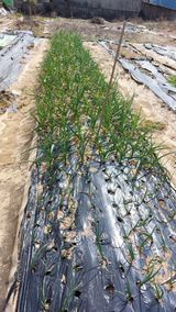 팜모닝 마늘·병해충상담 게시글 이미지