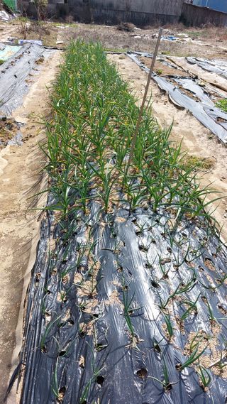 국화옆에서님의 마늘 · 병해충상담 작성글 사진