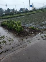 팜모닝 귤·묘목•접목 게시글 이미지