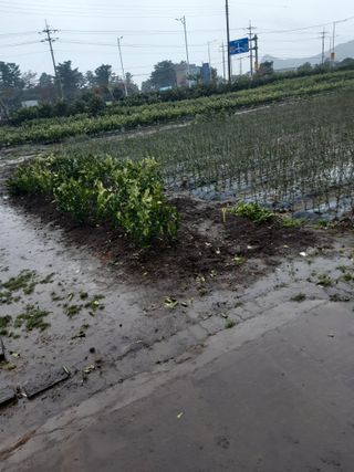 참깨8508님의 귤 · 묘목•접목 작성글 사진