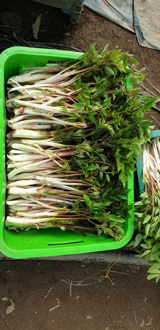 윤남교ㅡ안심농원님의 3월 농사 계획 같이해요 · 참여글 작성글 사진