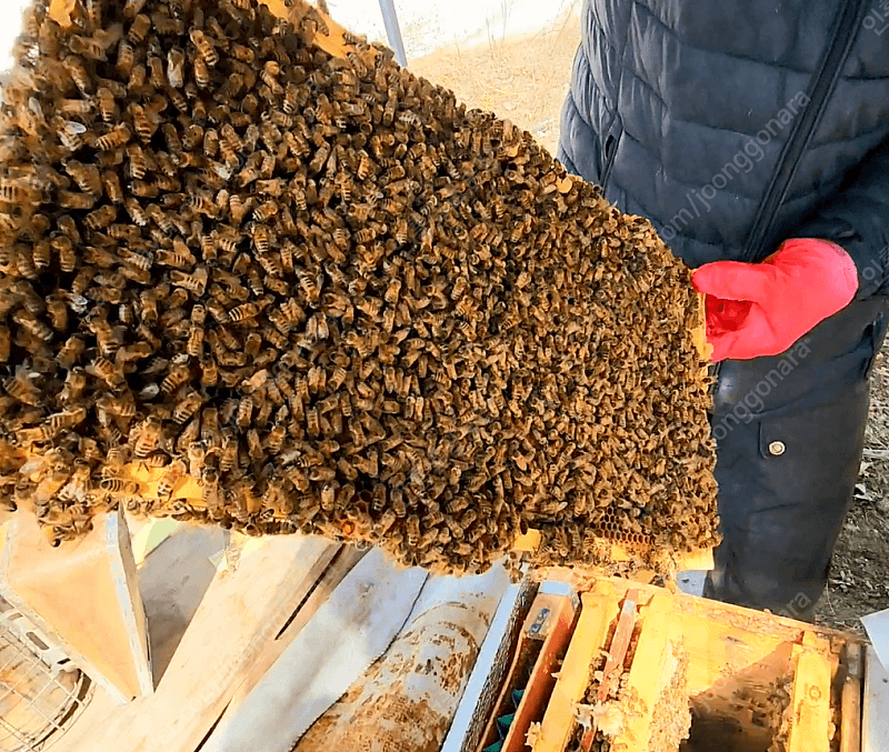 장터 상품 [벌 분양 / 양봉 벌 분양 / 벌통판매] 썸네일