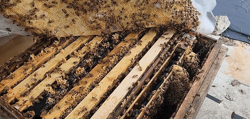 인흥벌꿀농장님의 장터 판매 상품 [벌 분양 / 양봉 벌 분양 / 벌통판매] 첨부 사진
