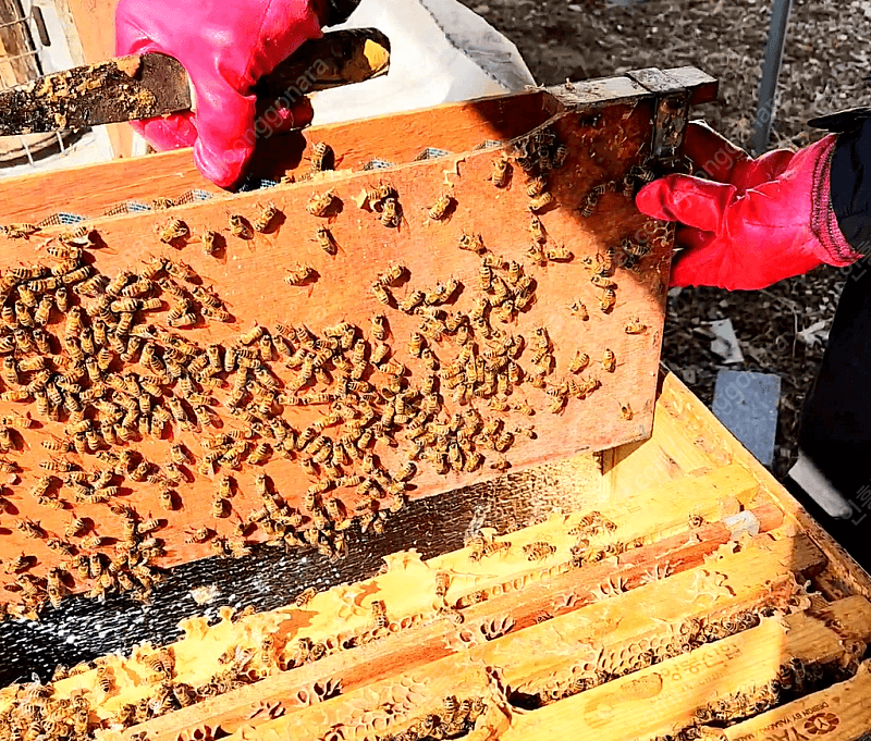 인흥벌꿀농장님의 장터 판매 상품 [벌 분양 / 양봉 벌 분양 / 벌통판매] 첨부 사진