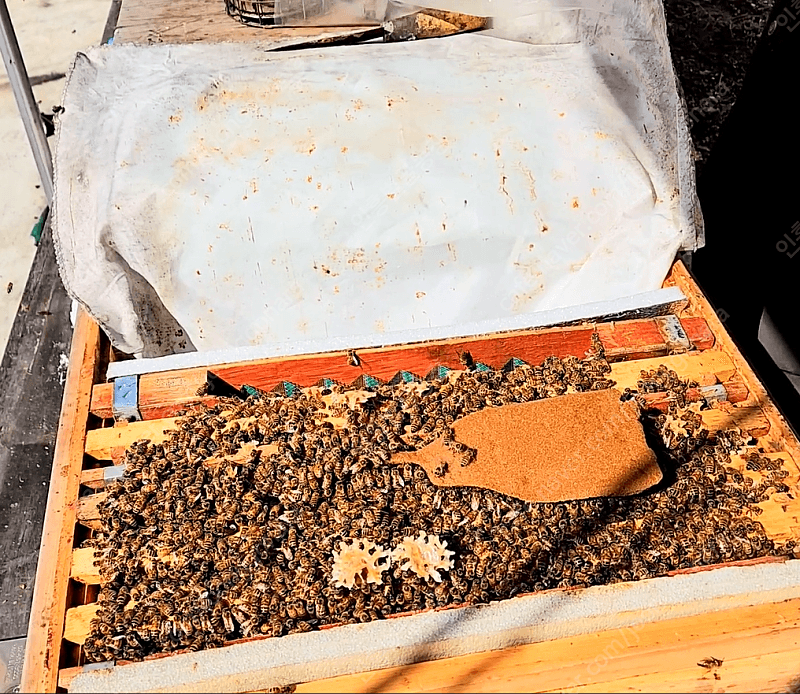 인흥벌꿀농장님의 장터 판매 상품 [벌 분양 / 양봉 벌 분양 / 벌통판매] 첨부 사진