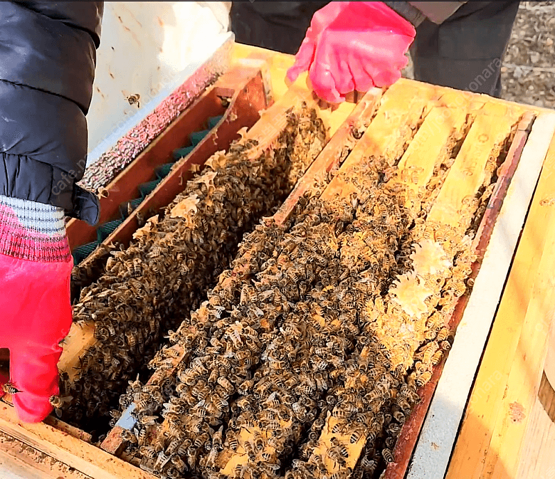 인흥벌꿀농장님의 장터 판매 상품 [벌 분양 / 양봉 벌 분양 / 벌통판매] 첨부 사진