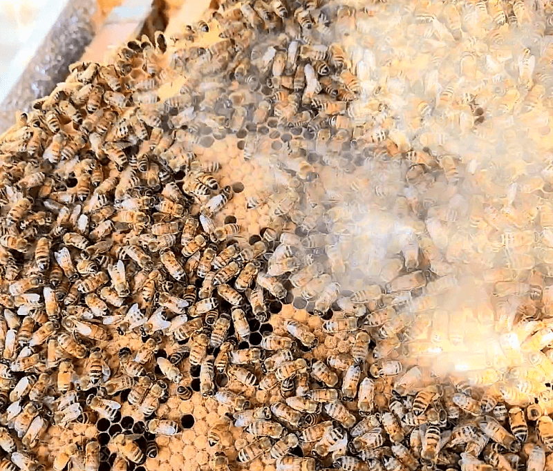 인흥벌꿀농장님의 장터 판매 상품 [벌 분양 / 양봉 벌 분양 / 벌통판매] 첨부 사진