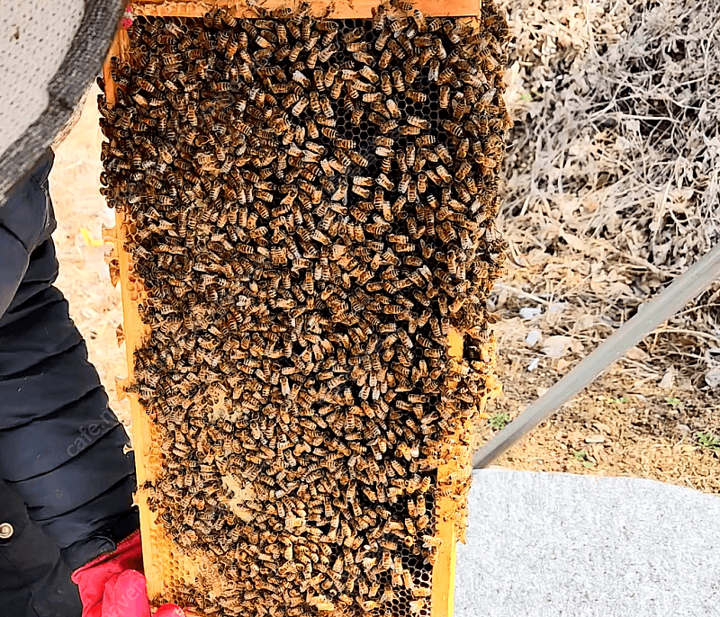 인흥벌꿀농장님의 장터 판매 상품 [벌 분양 / 양봉 벌 분양 / 벌통판매] 첨부 사진