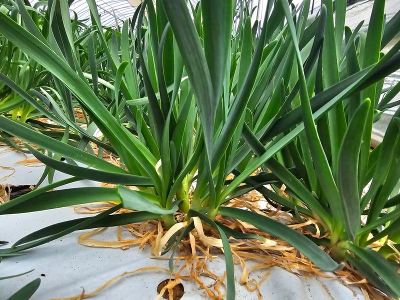 건주랑님의 장터 판매 상품 [두메부추 종근] 첨부 사진