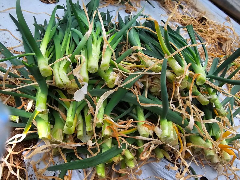 건주랑님의 장터 판매 상품 [두메부추 종근] 첨부 사진