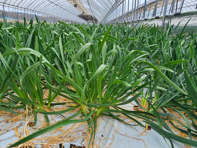 건주랑님의 장터 판매 상품 [두메부추 종근] 첨부 사진