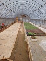 팜모닝 고추·파종•정식 게시글 이미지