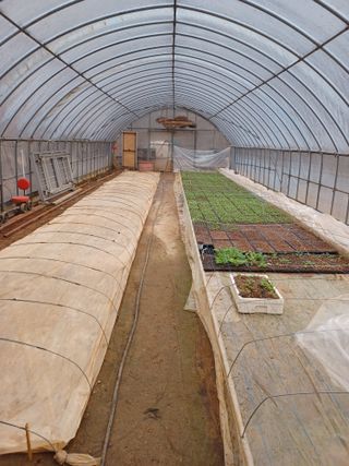 남산바우님의 고추 · 파종•정식 작성글 사진