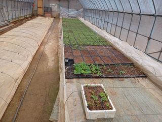 남산바우님의 고추 · 파종•정식 작성글 사진