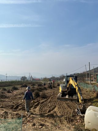 일심묘목농원님의 기타작물 · 자유게시판 작성글 사진