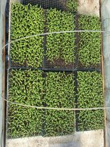 팜모닝 고추·품종•종자 게시글 이미지