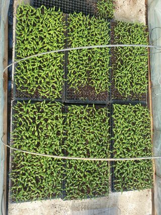 태풍한가름님의 고추 · 품종•종자 작성글 사진