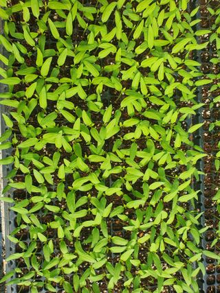 태풍한가름님의 고추 · 품종•종자 작성글 사진