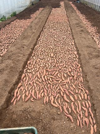 이영민님의 고구마 · 영농일지 작성글 사진