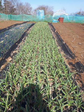 순자님의 농사, 무엇이든 물어보세요! · 참여글 작성글 사진