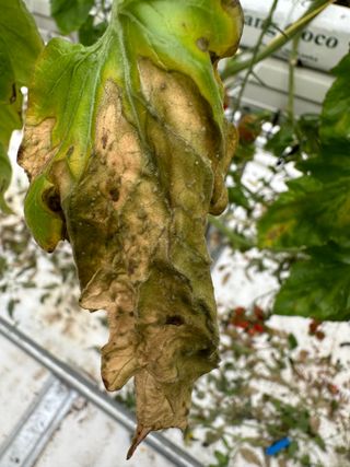 강수창님의 토마토 · 병해충상담 작성글 사진