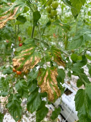 강수창님의 토마토 · 병해충상담 작성글 사진