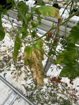 강수창님의 토마토 · 병해충상담 작성글 사진