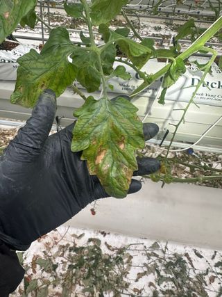 강수창님의 토마토 · 병해충상담 작성글 사진