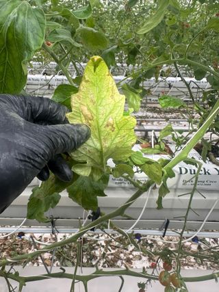 강수창님의 토마토 · 병해충상담 작성글 사진