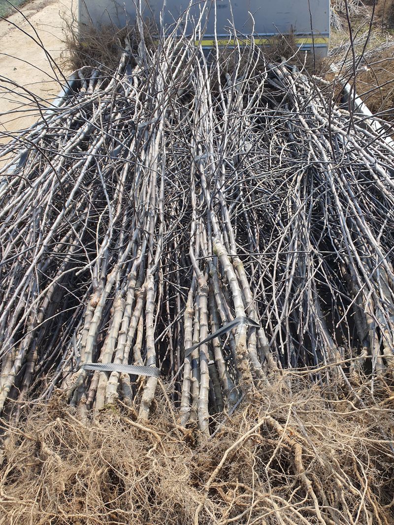 우리농원님의 장터 판매 상품 [이중접목 사과 묘목 <아리수, 감홍, 시나노골드>] 첨부 사진