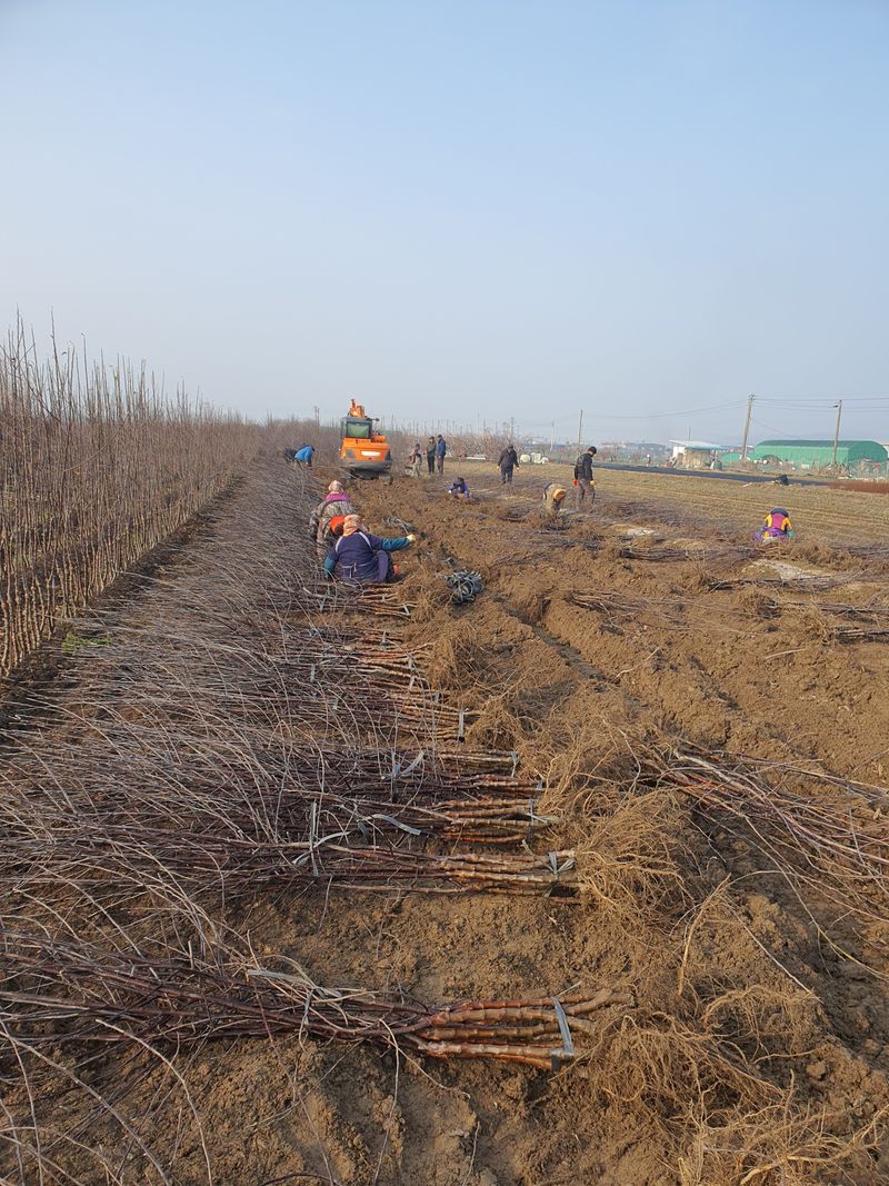 우리농원님의 장터 판매 상품 [이중접목 사과 묘목 <아리수, 감홍, 시나노골드>] 첨부 사진