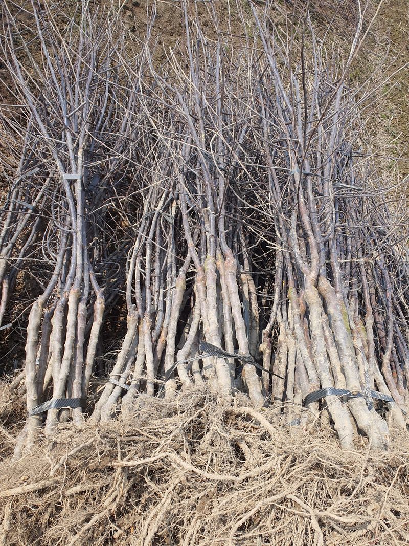 우리농원님의 장터 판매 상품 [이중접목 사과 묘목 <아리수, 감홍, 시나노골드>] 첨부 사진