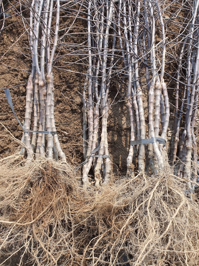 장터 상품 [이중접목 사과 묘목 <아리수, 감홍, 시나노골드>] 썸네일