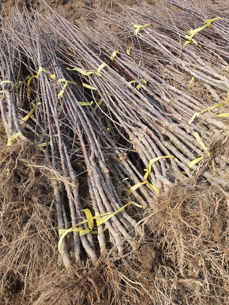 우리농원님의 장터 판매 상품 [이중접목 사과 묘목 <아리수, 감홍, 시나노골드>] 첨부 사진