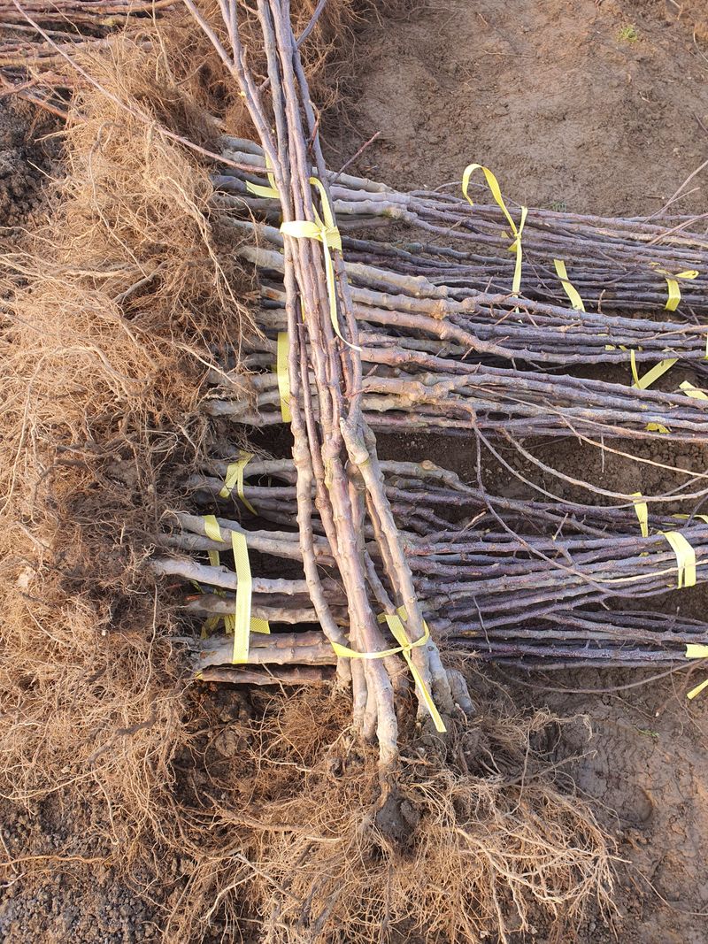 우리농원님의 장터 판매 상품 [이중접목 사과 묘목 <아리수, 감홍, 시나노골드>] 첨부 사진
