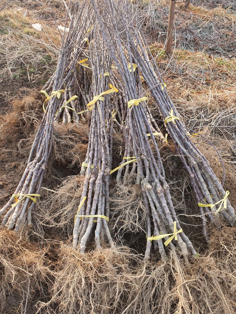 우리농원님의 장터 판매 상품 [이중접목 사과 묘목 <아리수, 감홍, 시나노골드>] 첨부 사진