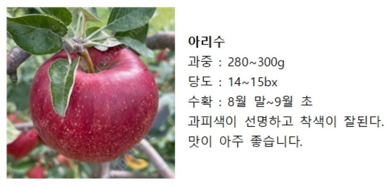 우리농원님의 장터 판매 상품 [이중접목 사과 묘목 <아리수, 감홍, 시나노골드>] 첨부 사진