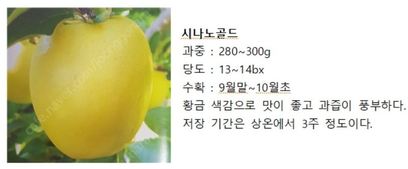 우리농원님의 장터 판매 상품 [이중접목 사과 묘목 <아리수, 감홍, 시나노골드>] 첨부 사진