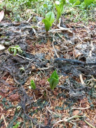 유기농으로키우자님의 자유주제 · 자유게시판 작성글 사진