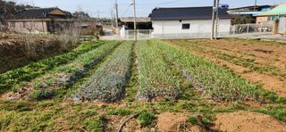 품질좋은농산물생산님의 3월 농사 계획 같이해요 · 참여글 작성글 사진