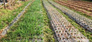 품질좋은농산물생산님의 3월 농사 계획 같이해요 · 참여글 작성글 사진