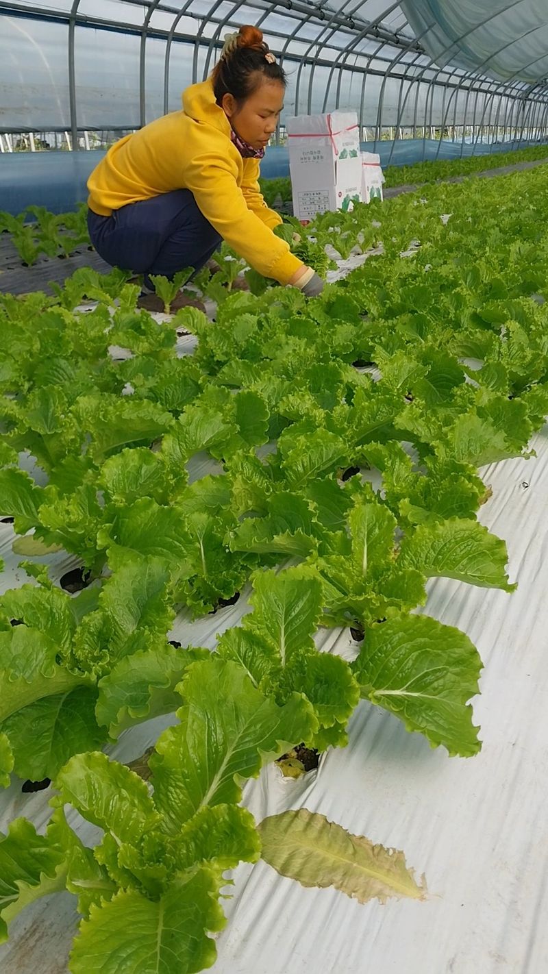 고두윤님의 장터 판매 상품 [청상추.꽃상추2kg] 첨부 사진