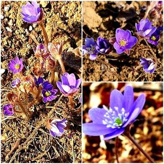 천지인야생화님의 작성글 사진