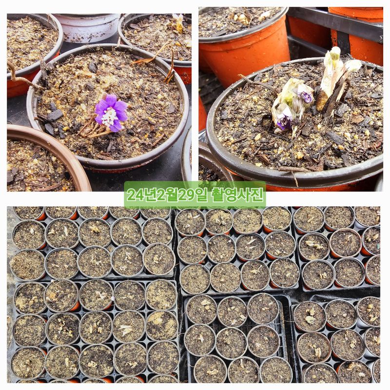 천지인야생화님의 장터 판매 상품 [야생화 노루귀3주(포트)] 첨부 사진